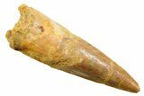 Fossil Spinosaurus Tooth - Real Dinosaur Tooth #364208-1